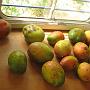 15 Mangos für 1€ - wer soll den die alle essen?